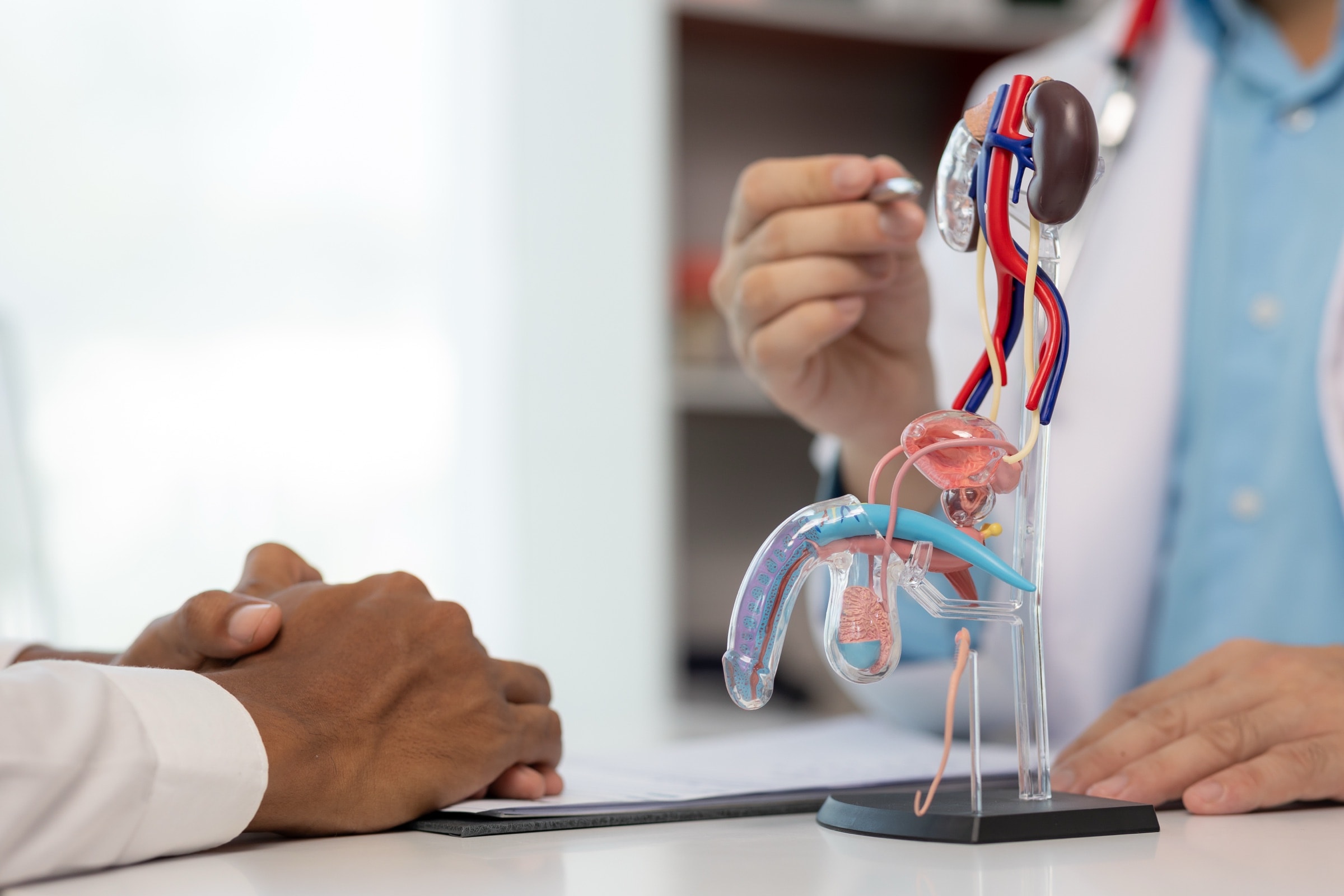 A clinician going over a male urinary anatomy model with a patient