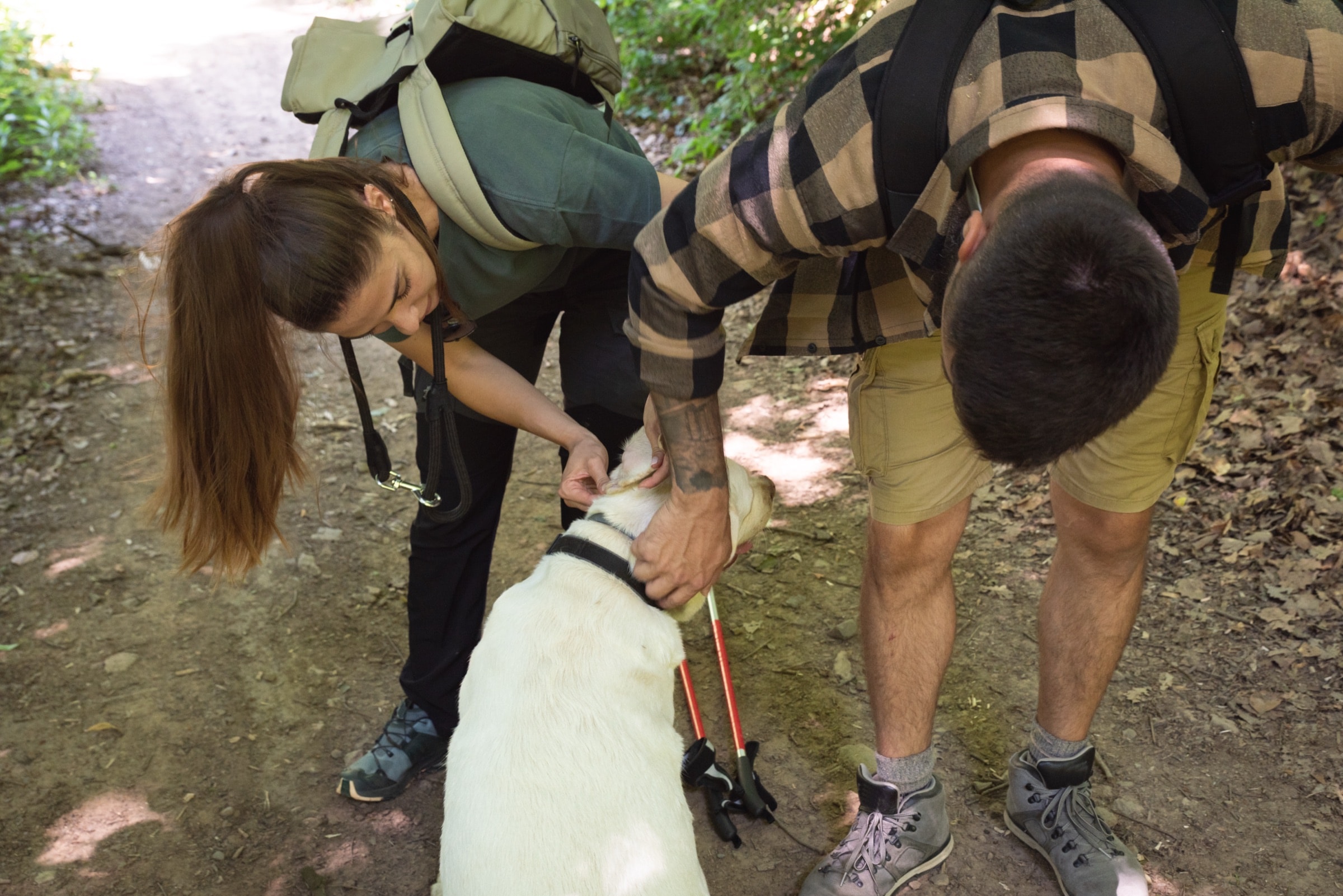 Young couple checking their dog for ticks after a hike